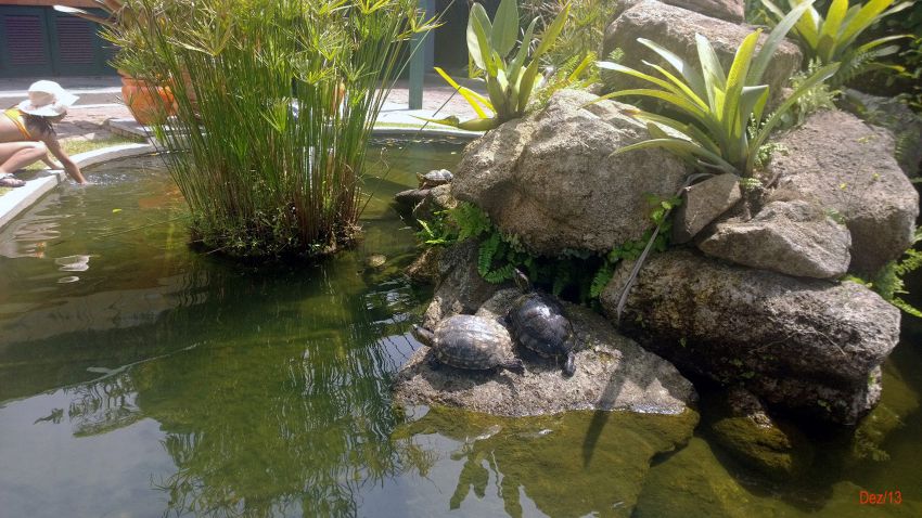 Lago de Peixes e Tartarugas 