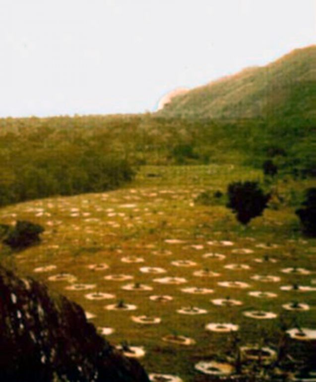 Plantação de coqueiros em 1978