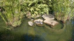 Lago de Tartarugas e Peixes