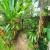 Jardim 