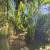 Jardim 