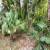 Jardim 