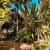 Jardim 