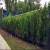 Muro Lateral Jardim