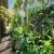 Jardim 